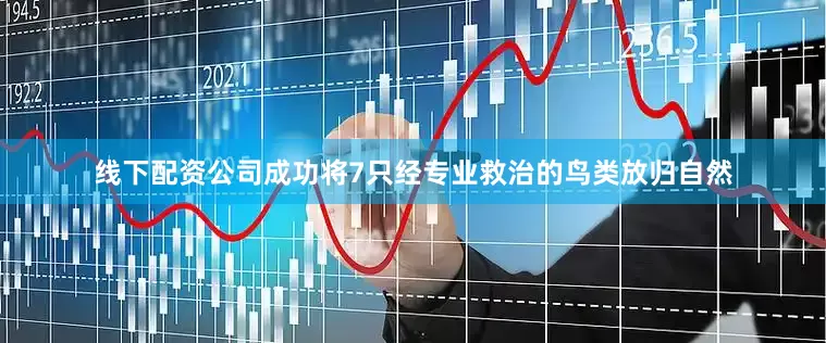 线下配资公司成功将7只经专业救治的鸟类放归自然